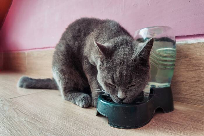 猫が使う『水飲み器』にはどんなタイプがある？それぞれの特徴から適切な選び方まで
