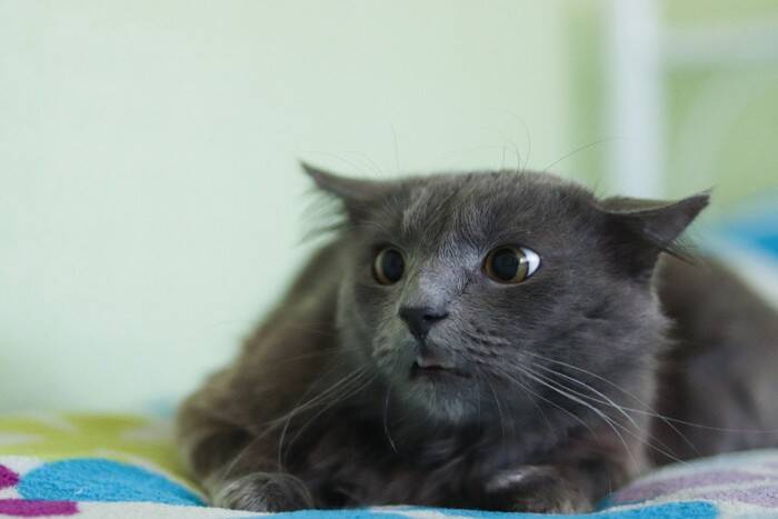 猫が『攻撃的な行動』をみせるときの注意点3つ　考えられる原因や適切な対処法も