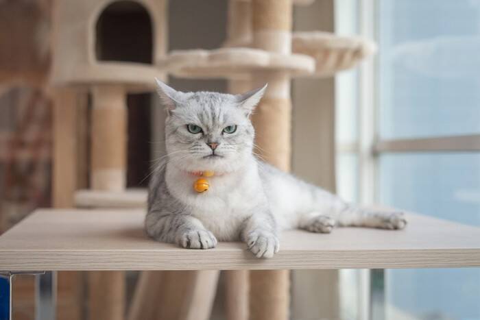 猫が『攻撃的な行動』をみせるときの注意点3つ　考えられる原因や適切な対処法も