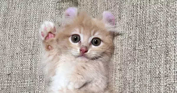 『もう子猫とは呼べない…』半年後の様子を見ると→劇的なビフォーアフターに４万いいね「同じポーズで笑った」「やぁ（野太い）」