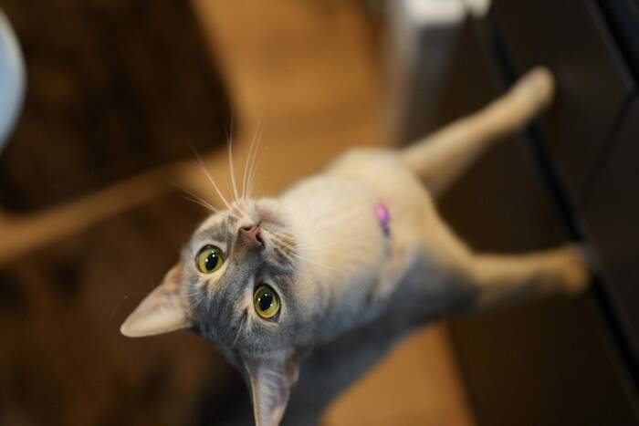 猫が『後ろ足で立っている』ときの理由5つ　考えられる心理から体への影響まで