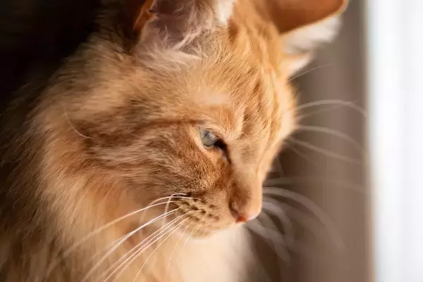 「猫を1日放置した飼い主からは罰金を徴収」スウェーデンで、新たな規制が始まる