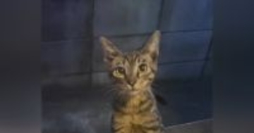 突然現れるようになった『1匹の子猫』を保護した結果…幸せいっぱいな光景に涙が出ると446万再生「めっちゃ感動した」「1本の映画みたい」