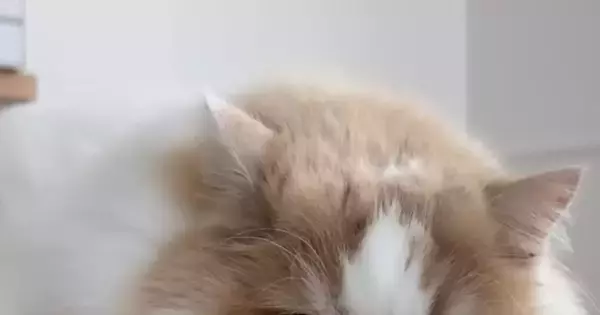 お留守番を任された猫→犬とお出かけしていた『飼い主が帰宅』すると…可愛すぎる表情に「わかりやすいｗ」「ヤキモチかな」と笑顔になる人が続出