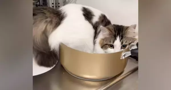 鍋に入っていた猫に『オケツ全部出てる』と伝えた結果…飼い主大爆笑の『まさかの行動』が51万再生「人語理解してるよね」「かわいいｗ」