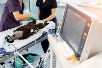 度重なる事故から奇跡的に生還し、「バイオニック猫」として猫生を謳歌　英王室領ジャージー島