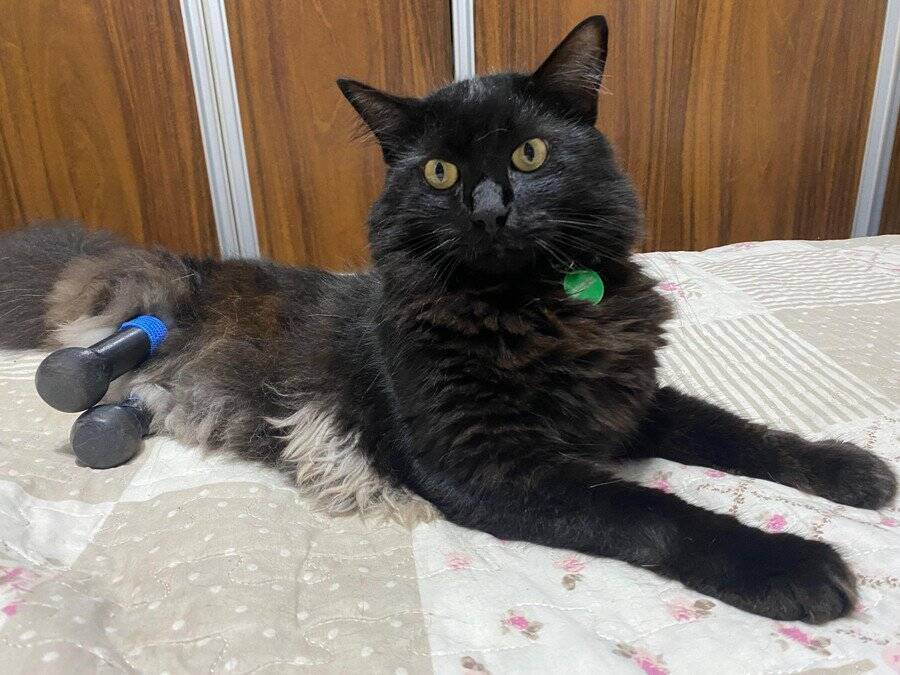 度重なる事故から奇跡的に生還し、「バイオニック猫」として猫生を謳歌　英王室領ジャージー島