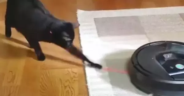 ロボット掃除機に吸い込まれそうになった『猫じゃらし』→黒猫が追いかけ始めると…可愛すぎる展開に「頑張ってるねｗ」「応援にきて笑った」の声