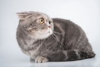 猫の心を傷付ける『飼い主の暴言・態度』4選　強いストレスを与える危険性や起こりうるトラブルまで