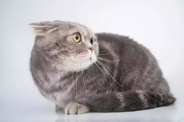 猫の心を傷付ける『飼い主の暴言・態度』4選　強いストレスを与える危険性や起こりうるトラブルまで