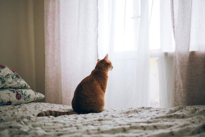 猫の心を傷付ける『飼い主の暴言・態度』4選　強いストレスを与える危険性や起こりうるトラブルまで