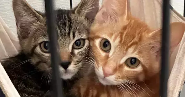 小さな頃から『いつも一緒に過ごすきょうだい猫』…大きくなっても『変わらない光景』に1万いいね！「やだ、可愛すぎ」「顔そっくりだねｗ」