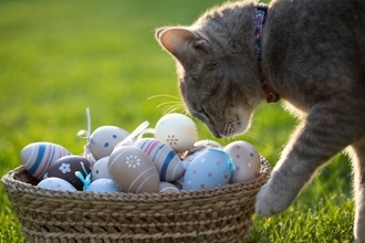 猫に『卵』を与えるときに注意すべきこと4つ　もたらすメリットや正しい方法もご紹介