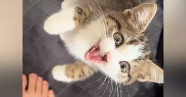お家に来たばかりの子猫→飼い主さんが『ごはんの袋』を手に取ると…悶絶級の行動が186万再生「本当に可愛い」「口角90度上がった」