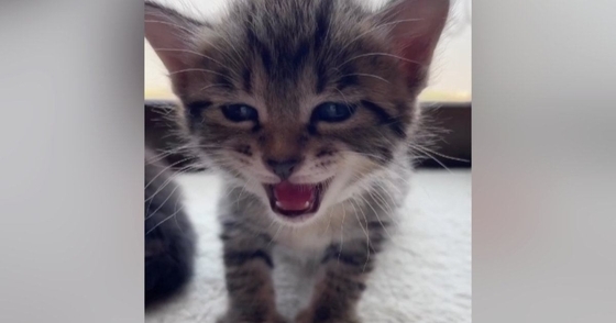 眠たくなった『赤ちゃん猫』→大きな声で鳴き始めて…とんでもなく尊い展開が284万再生「涙があふれてきた」「抱きしめたい」と悶絶の声続出