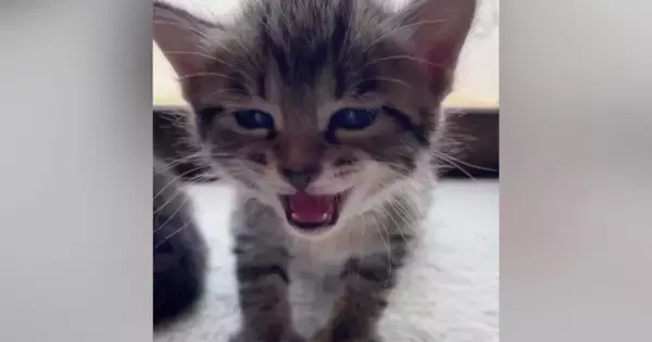 眠たくなった『赤ちゃん猫』→大きな声で鳴き始めて…とんでもなく尊い展開が284万再生「涙があふれてきた」「抱きしめたい」と悶絶の声続出