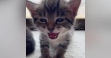 眠たくなった『赤ちゃん猫』→大きな声で鳴き始めて…とんでもなく尊い展開が284万再生「涙があふれてきた」「抱きしめたい」と悶絶の声続出