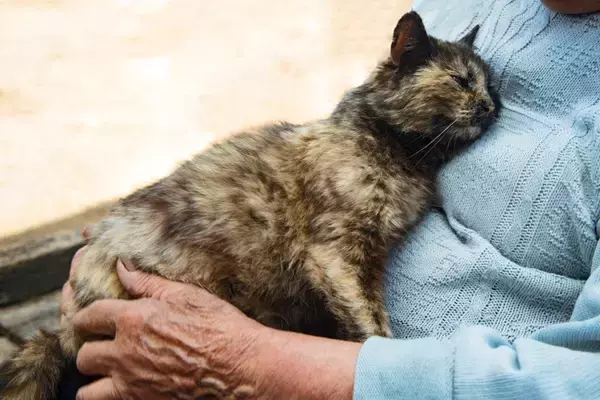 猫が『亡くなる前』に飼い主がすべきこと4つ　穏やかな最期を見送るための準備と心構え