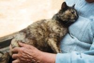 猫が『亡くなる前』に飼い主がすべきこと4つ　穏やかな最期を見送るための準備と心構え