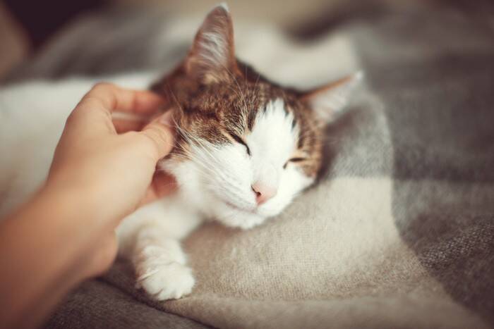 猫が『亡くなる前』に飼い主がすべきこと4つ　穏やかな最期を見送るための準備と心構え