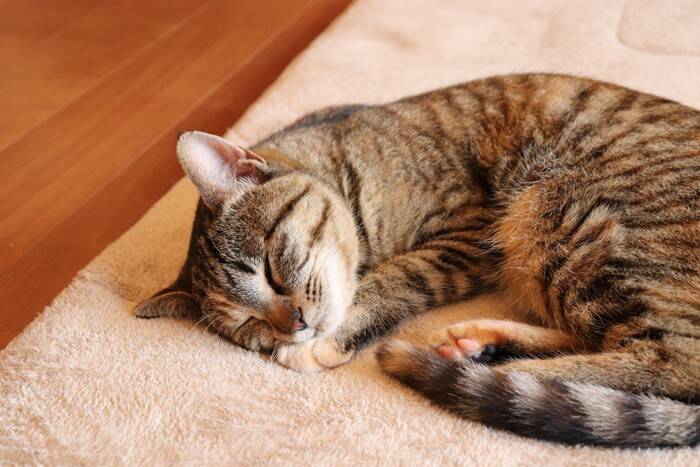 猫が『亡くなる前』に飼い主がすべきこと4つ　穏やかな最期を見送るための準備と心構え