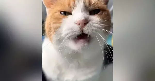 甘えにきた三毛猫→もっと撫でてほしくて…とんでもなく尊い『まさかの行動』が16万再生「なんて羨ましいんだ」「可愛さに耐えられなかった」