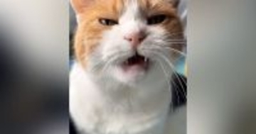 甘えにきた三毛猫→もっと撫でてほしくて…とんでもなく尊い『まさかの行動』が16万再生「なんて羨ましいんだ」「可愛さに耐えられなかった」
