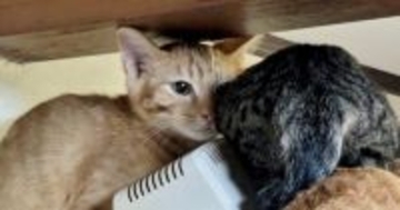 業者さんが来た日、『隠れてしまった子猫たち』を探していると…まさかの場所で『集合している光景』に「怖いよねｗ」「人見知り団子」と反響