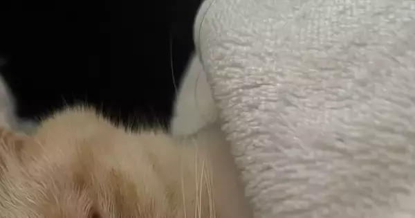ふと布団を見たら、猫が寝ていて…思わず二度見する『人間みたいな光景』に６万いいね「自然すぎて笑う」「顔出してるのがいいね」と話題