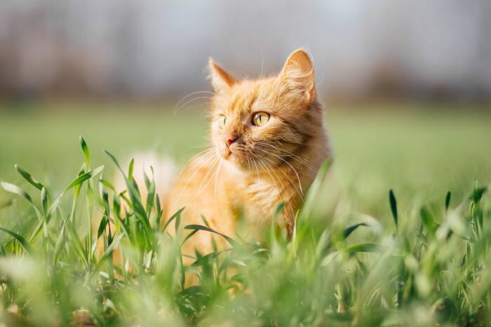猫にとって危険な『天敵』動物5選　遭遇時に起こりうるトラブルや回避するための対策方法