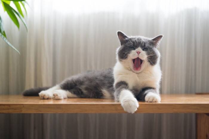 猫にとって危険な『天敵』動物5選　遭遇時に起こりうるトラブルや回避するための対策方法