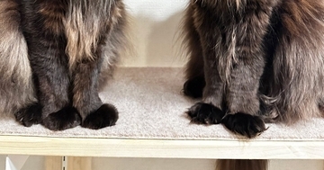 長い毛が特徴的な『２匹の猫』→棚の上に並んだ結果…あまりにも『神々しすぎる雰囲気』に「思わず拝んじゃう」「ありがたや〜」と反響