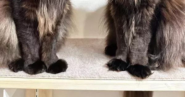長い毛が特徴的な『２匹の猫』→棚の上に並んだ結果…あまりにも『神々しすぎる雰囲気』に「思わず拝んじゃう」「ありがたや〜」と反響