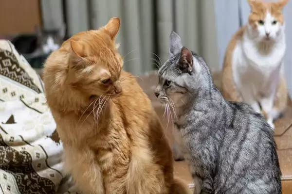 猫の『多頭飼い』で起こりうる悩み事3選　猫同士の相性や思わぬトラブル…困ったときの対処法までご紹介