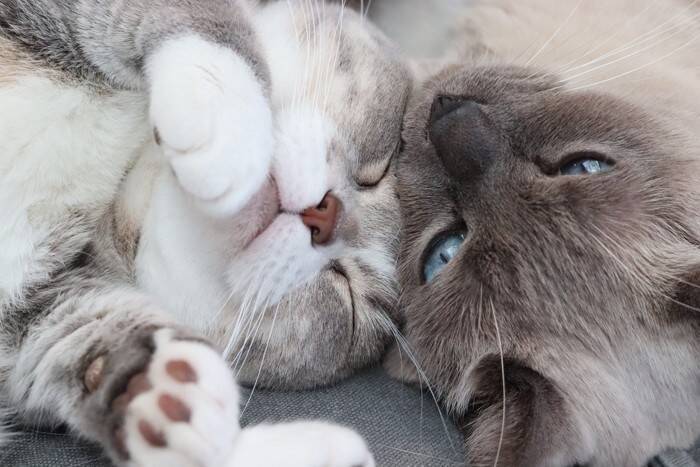 猫の『多頭飼い』で起こりうる悩み事3選　猫同士の相性や思わぬトラブル…困ったときの対処法までご紹介