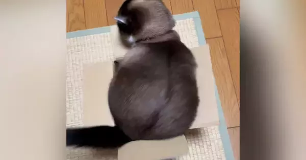 段ボール箱に入りたい猫→何度も『おしり』を動かして…可愛すぎて笑ってしまう光景が1670万再生「どすんどすんｗ」「顔は諦めたかなｗ」