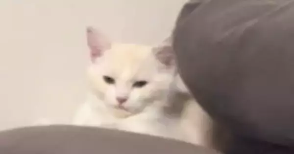 静かに座っていた猫→顔を見ていると、じわじわ『変顔』になって…思わず笑ってしまう光景に「だんだん目がｗ」「魂抜けてる？ｗ」の声