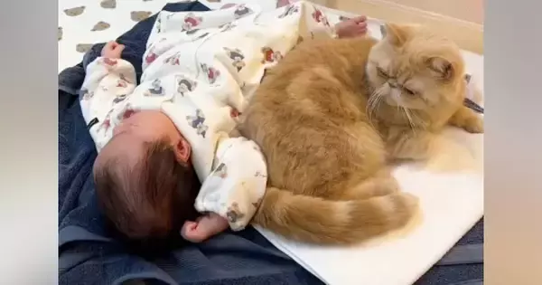 赤ちゃんの近くで寝るようになった猫→少しずつ距離が縮まっていって…心温まる『成長記録』に「泣ける」「ずっと続いて欲しい」と反響