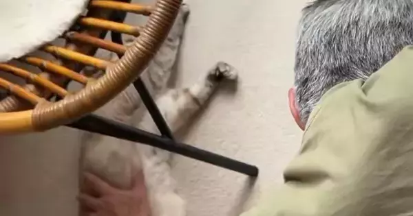 床でくつろぐ猫を撫でていたお父さん→『別の猫』がやってくると…笑ってしまう展開に「デッカい猫認定されとるなｗ」「恩返し」と15万表示