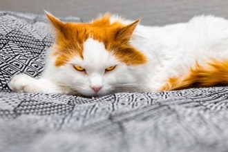 猫が『キレる直前』にみせる4つのサイン　落ち着かせるための対処法まで解説