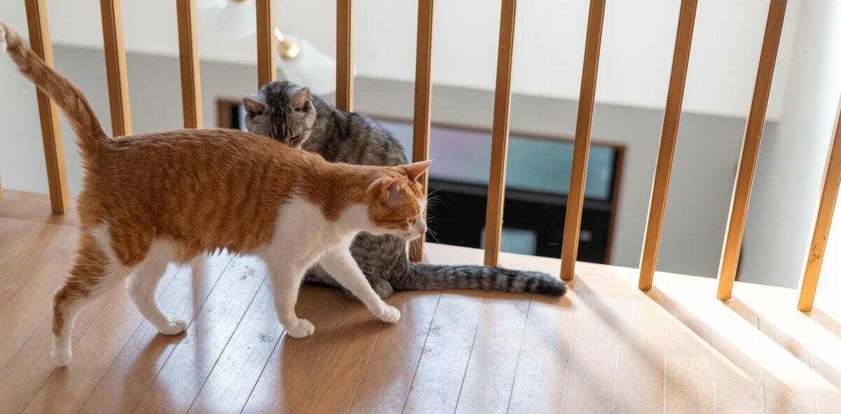 猫を多頭飼いするなら『適正な頭数』は何匹？無理なく暮らすために考えるべき5つのポイント