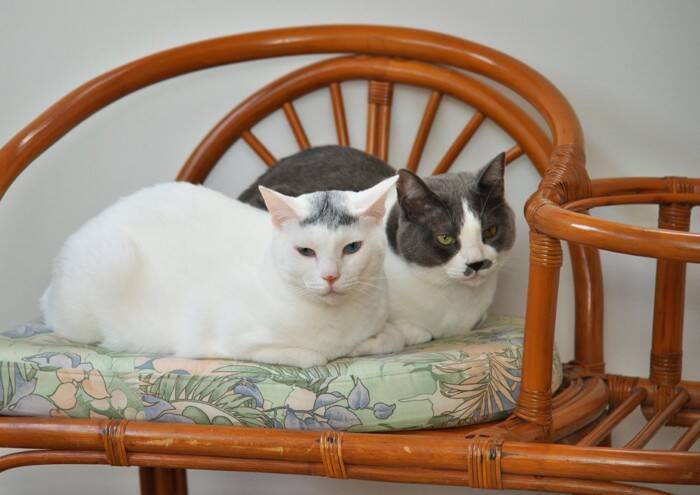 猫を多頭飼いするなら『適正な頭数』は何匹？無理なく暮らすために考えるべき5つのポイント