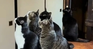 7匹の猫がいる家に『蛾が侵入』してきた結果→『大集合』して…可愛すぎる光景が301万表示「蛾は恐怖だろｗ」「完全に包囲されてるｗ」