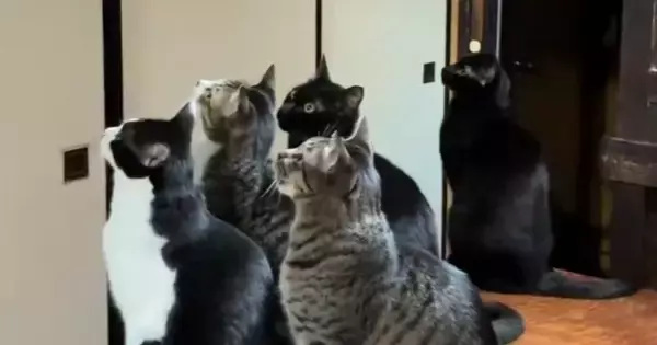 7匹の猫がいる家に『蛾が侵入』してきた結果→『大集合』して…可愛すぎる光景が301万表示「蛾は恐怖だろｗ」「完全に包囲されてるｗ」