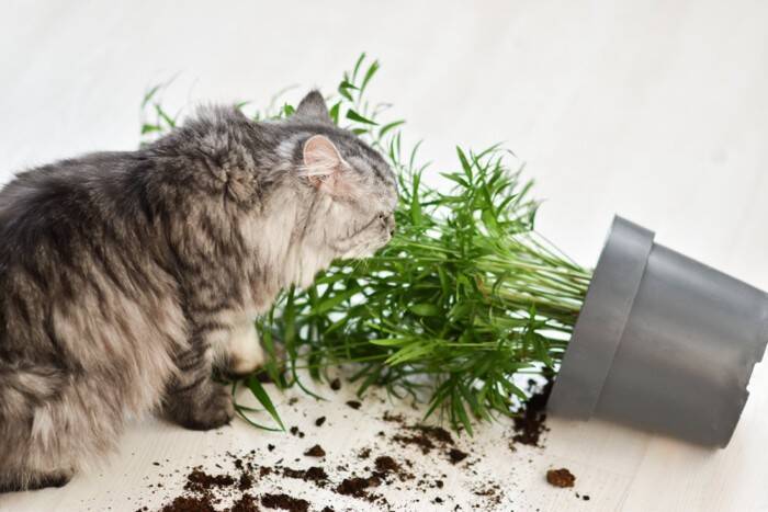 猫を『飼わないほうがいい人』に共通する特徴5選　向いていない理由や飼う前に見直すべきこと