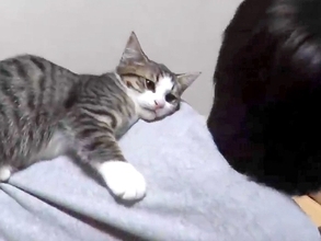 お絵かきをしている男の子→子猫が背中の上に乗ってきて…悶絶級に『愛おしい光景』が43万再生「無邪気すぎて可愛い」「自然と口角が上がる」