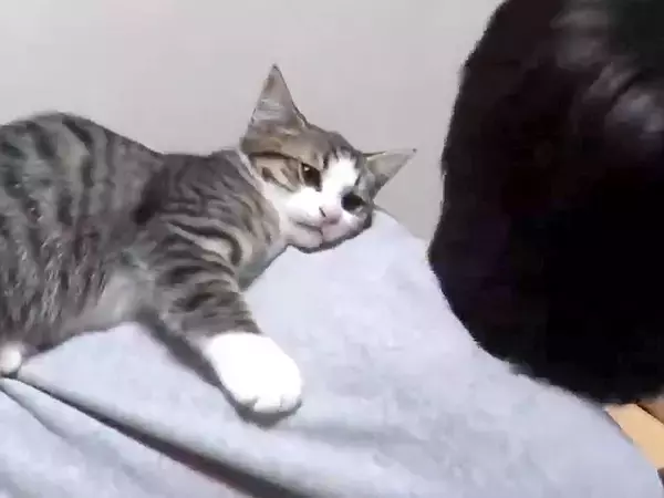 お絵かきをしている男の子→子猫が背中の上に乗ってきて…悶絶級に『愛おしい光景』が43万再生「無邪気すぎて可愛い」「自然と口角が上がる」
