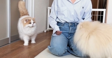 犬カフェから帰ってきたら、『猫と犬』にバレたようで…思わず笑顔になる光景に「ヤキモチかわいいｗ」「愛おしくてたまらん」と反響
