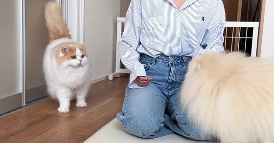 犬カフェから帰ってきたら、『猫と犬』にバレたようで…思わず笑顔になる光景に「ヤキモチかわいいｗ」「愛おしくてたまらん」と反響