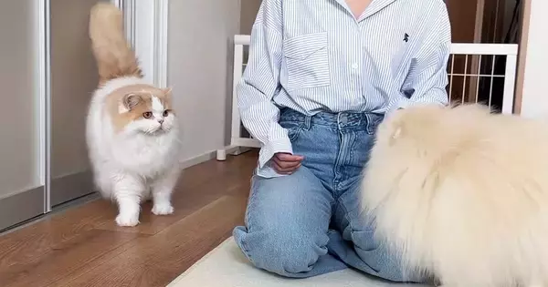 犬カフェから帰ってきたら、『猫と犬』にバレたようで…思わず笑顔になる光景に「ヤキモチかわいいｗ」「愛おしくてたまらん」と反響